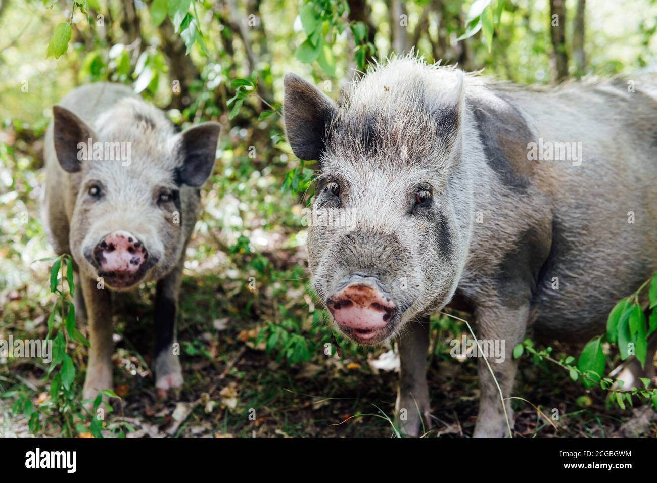 Two wild boar pig pigs in the woods Stock Photo