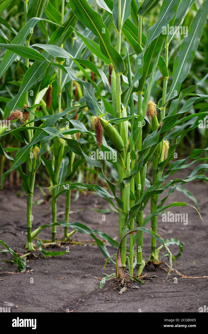 Baby corn cultivation hi-res stock photography and images - Alamy