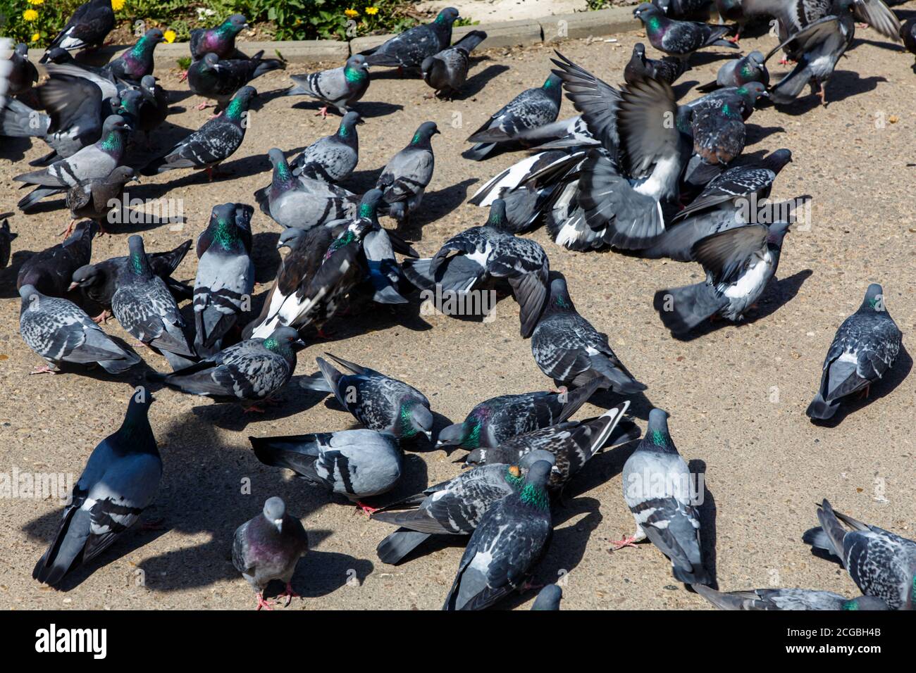 A flock of pigeons on the path in the Park. Stock Photo