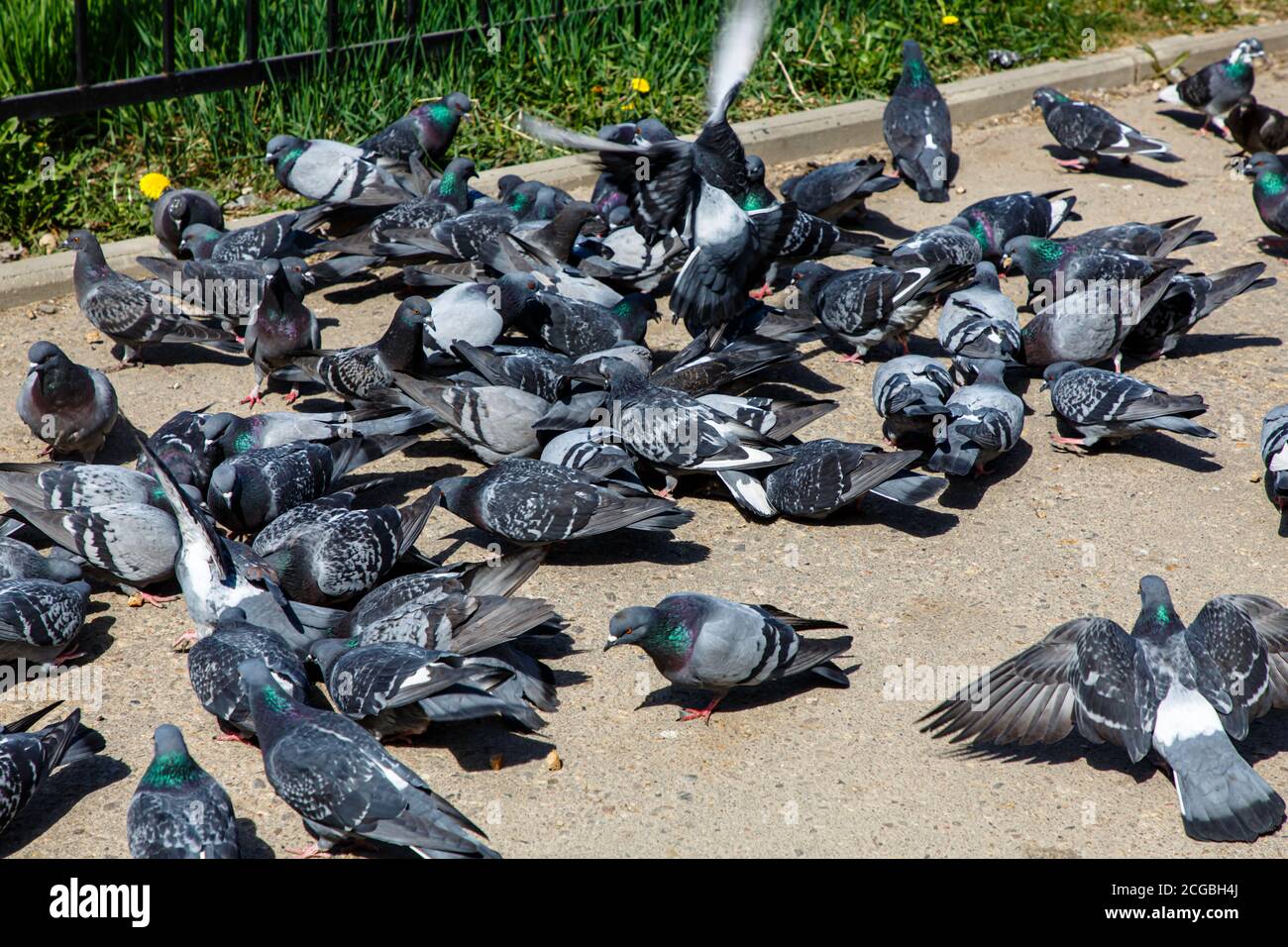 A flock of pigeons on the path in the Park Stock Photo Alamy