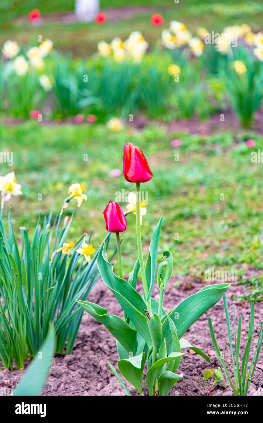 Blooming red tulips on a flowerbed Stock Photo