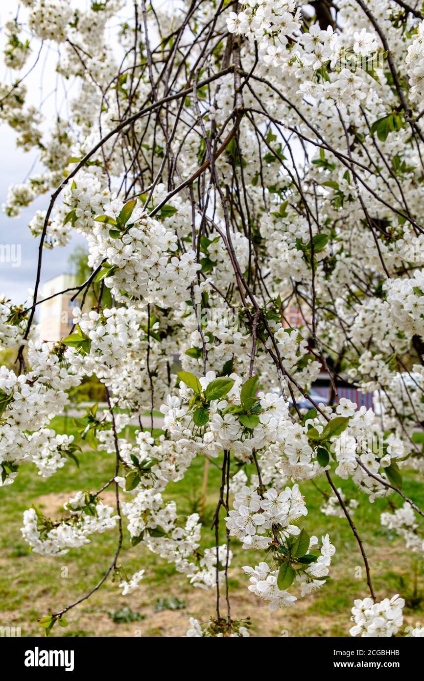 Blooming Apple or cherry. White flowers on tree branches. Spring. Stock Photo