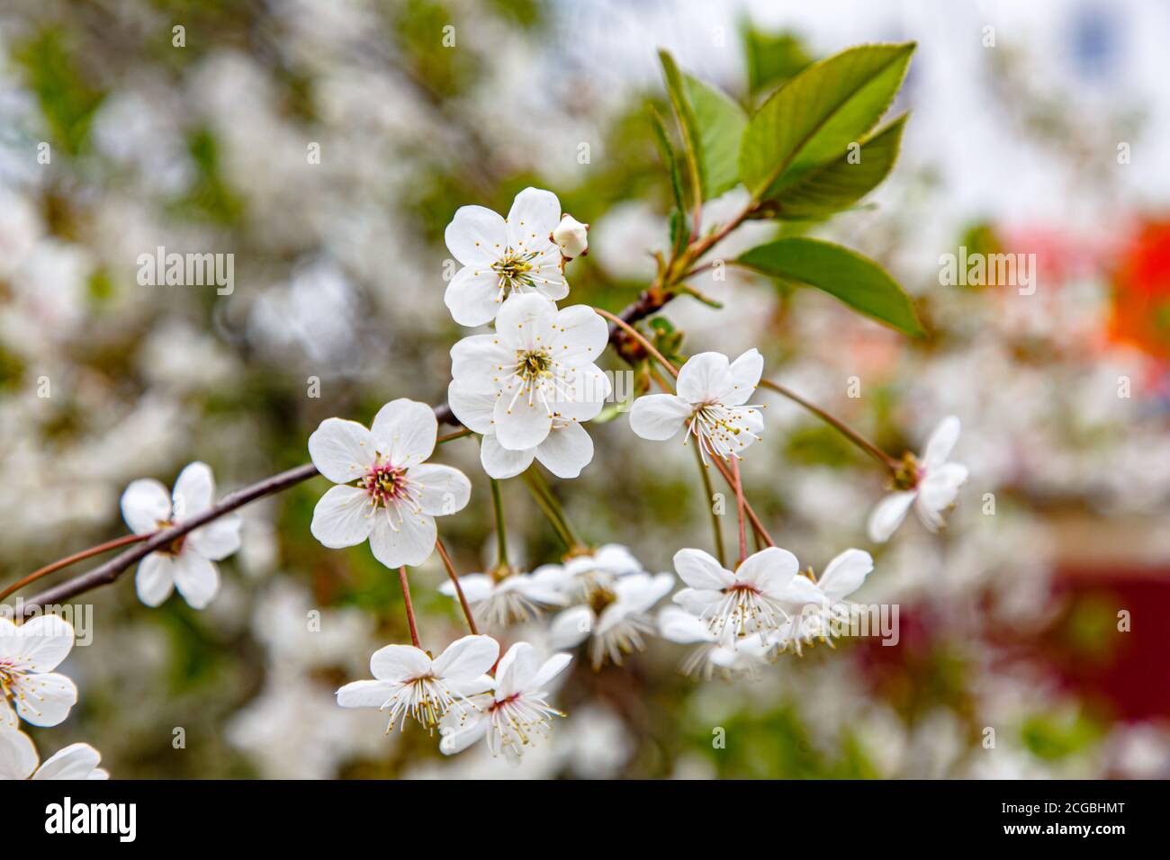 Blooming Apple or cherry. White flowers on tree branches. Spring. Stock Photo