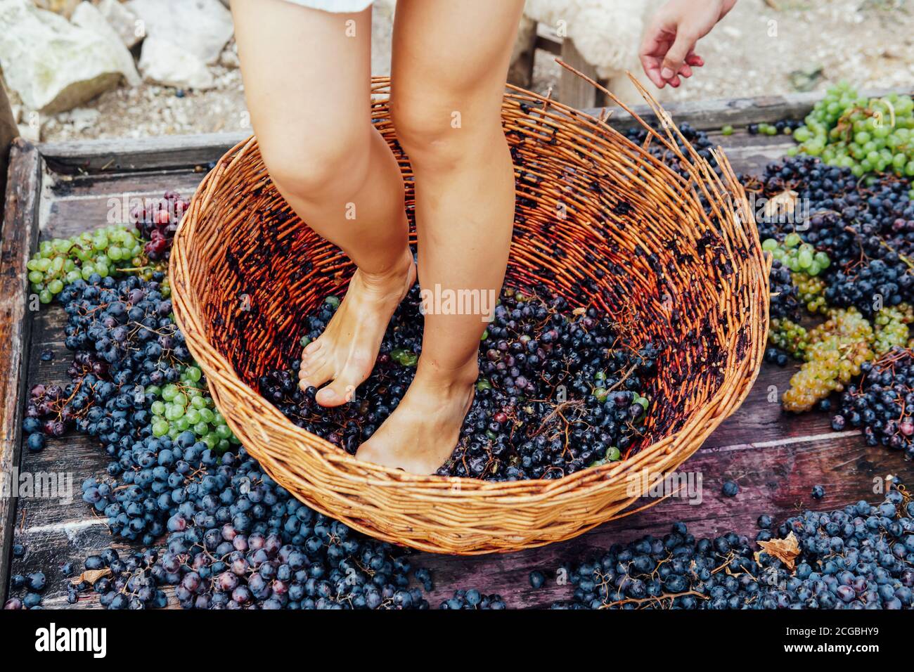 Woman crushes feet of grapes to make wine Stock Photo