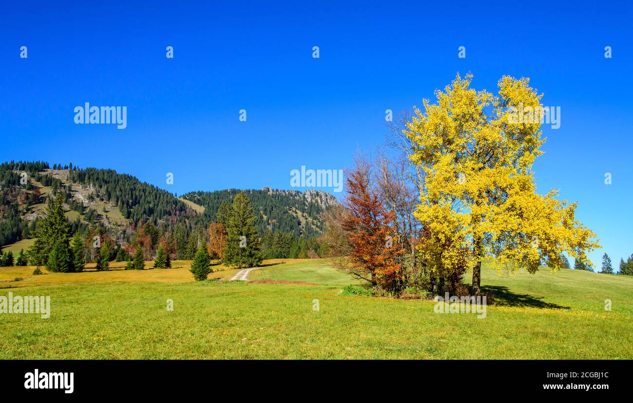 Scenic autumnal landscape in the bavarian Allgäu with colorful trees Stock Photo