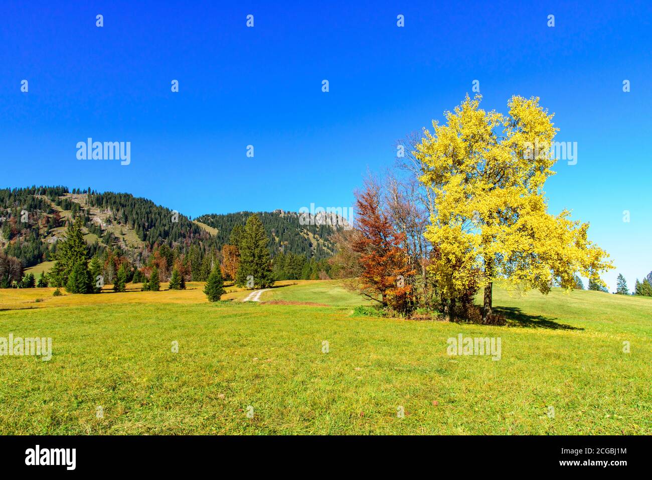 Scenic autumnal landscape in the bavarian Allgäu with colorful trees Stock Photo