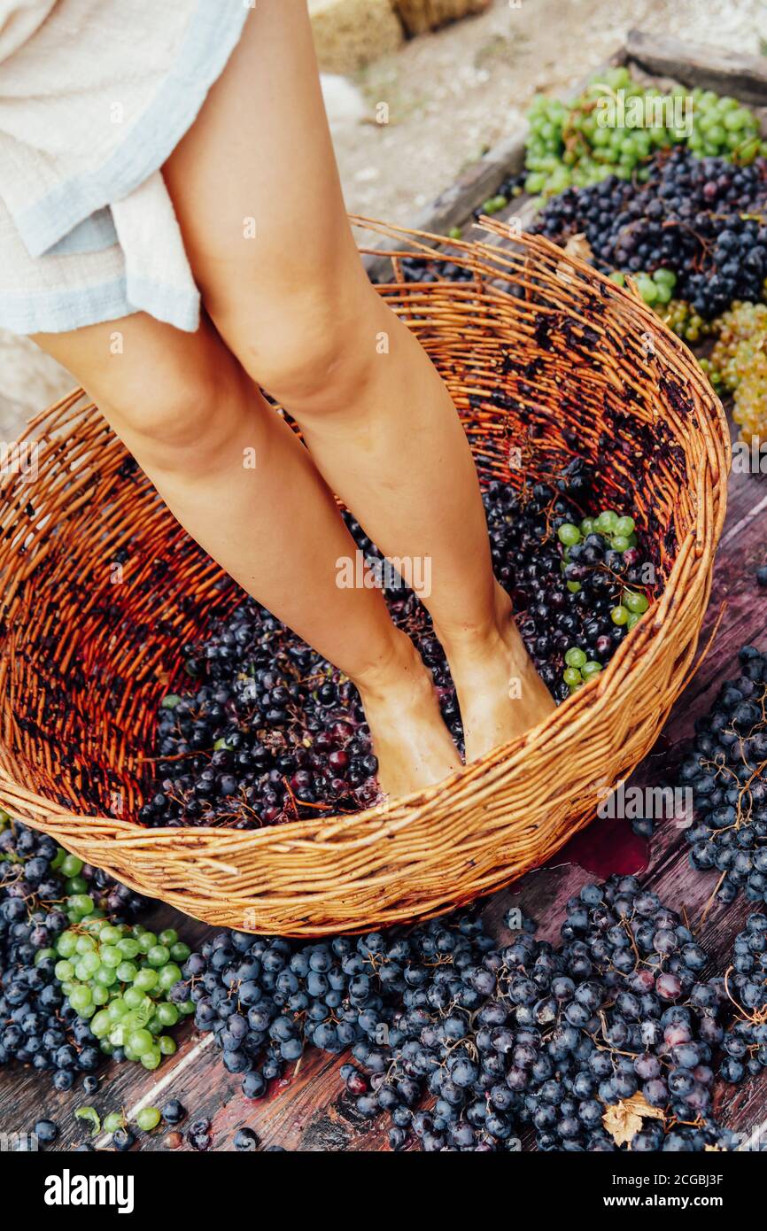 Woman crushes feet of grapes to make wine Stock Photo