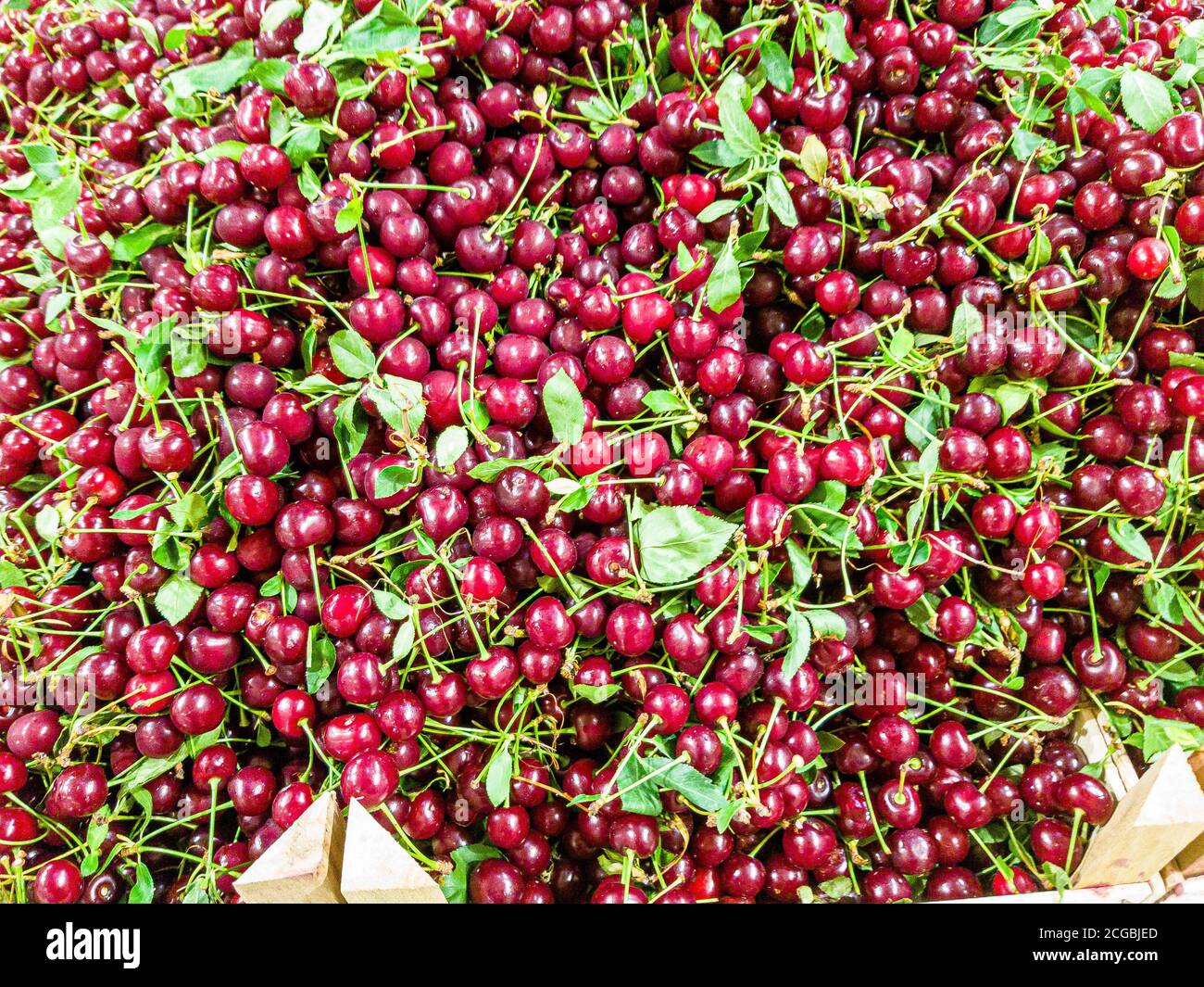 A lot of cherries are on the counter of the fruit store. Stock Photo