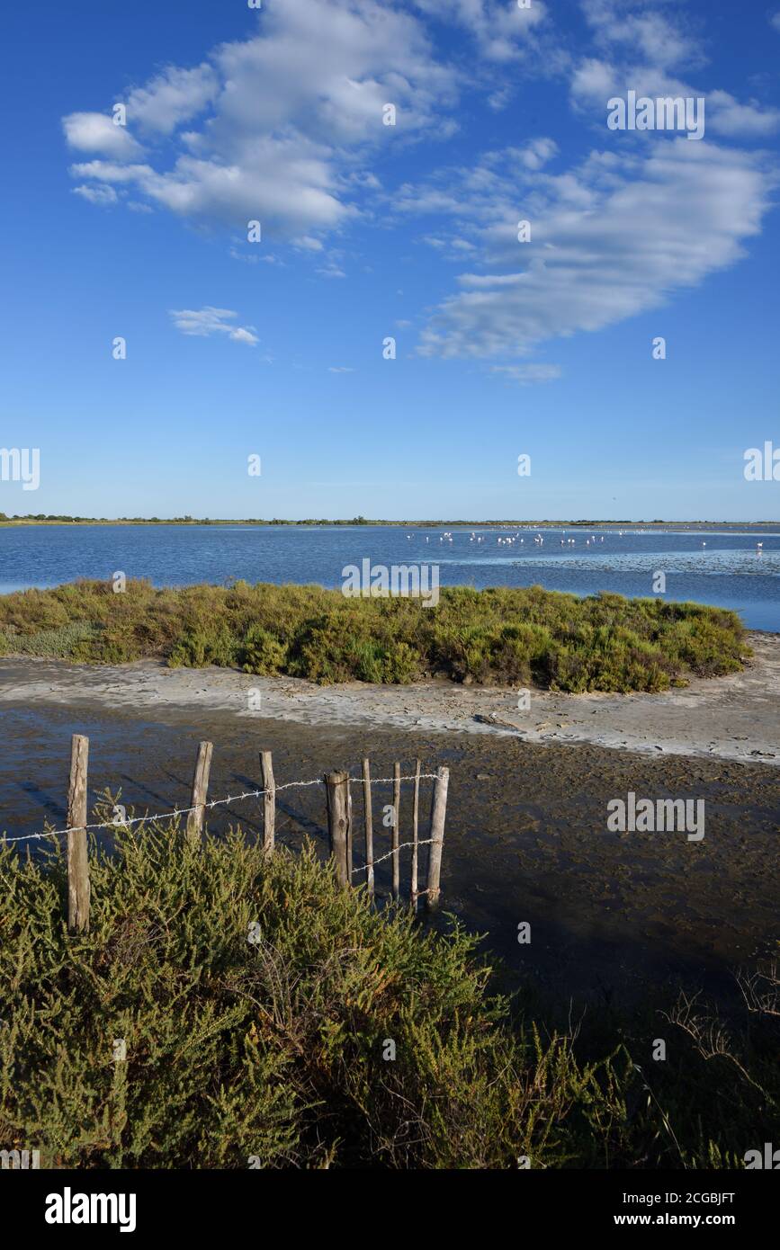 Camargue Landscape Mudbank & Salt Tolerant Salicornia europaea aka Glasswort or Marsh Samphire Camargue Wetlands or Nature Reserve Provence France Stock Photo