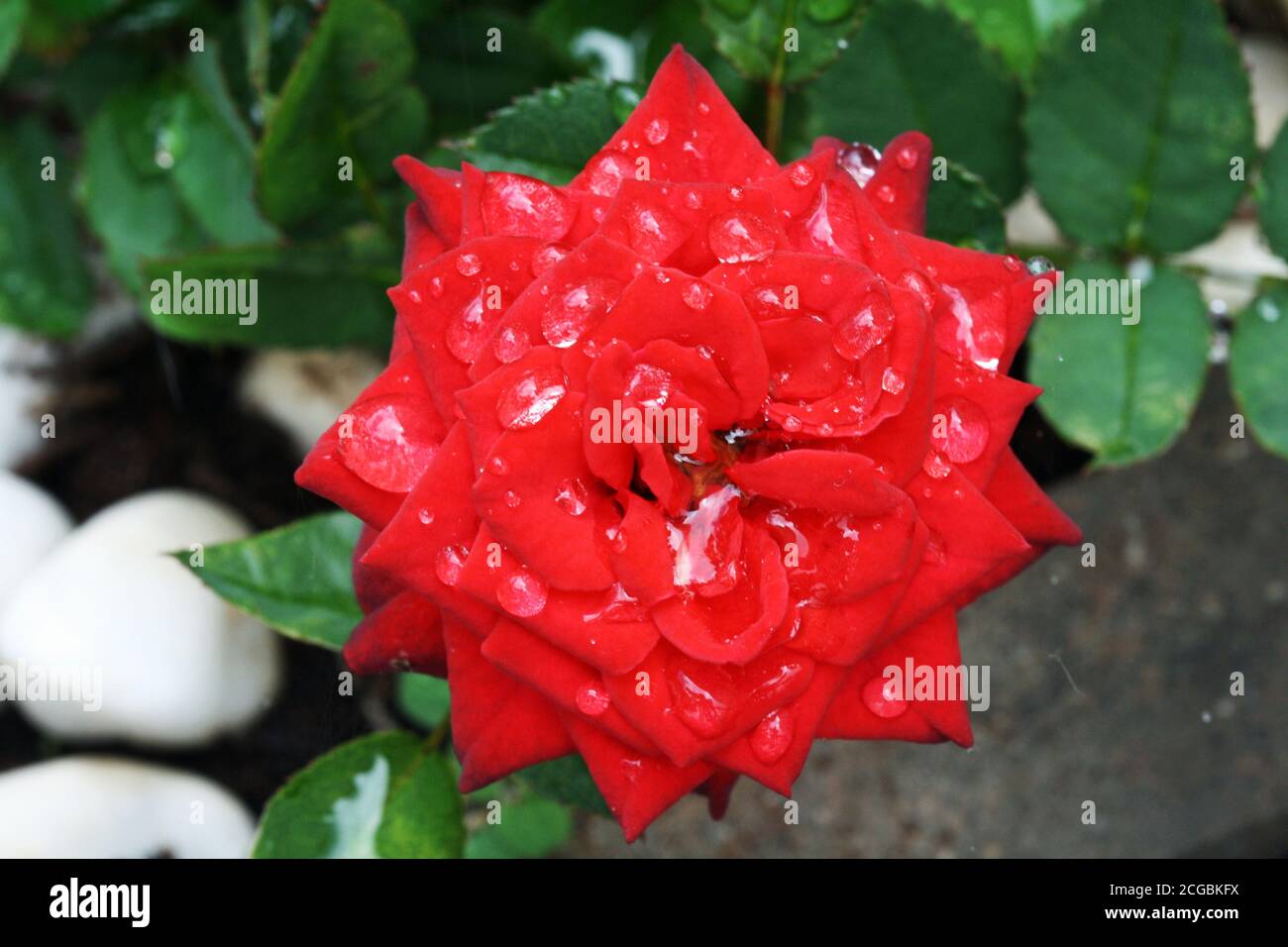 Rosiden rose hi-res stock photography and images - Alamy