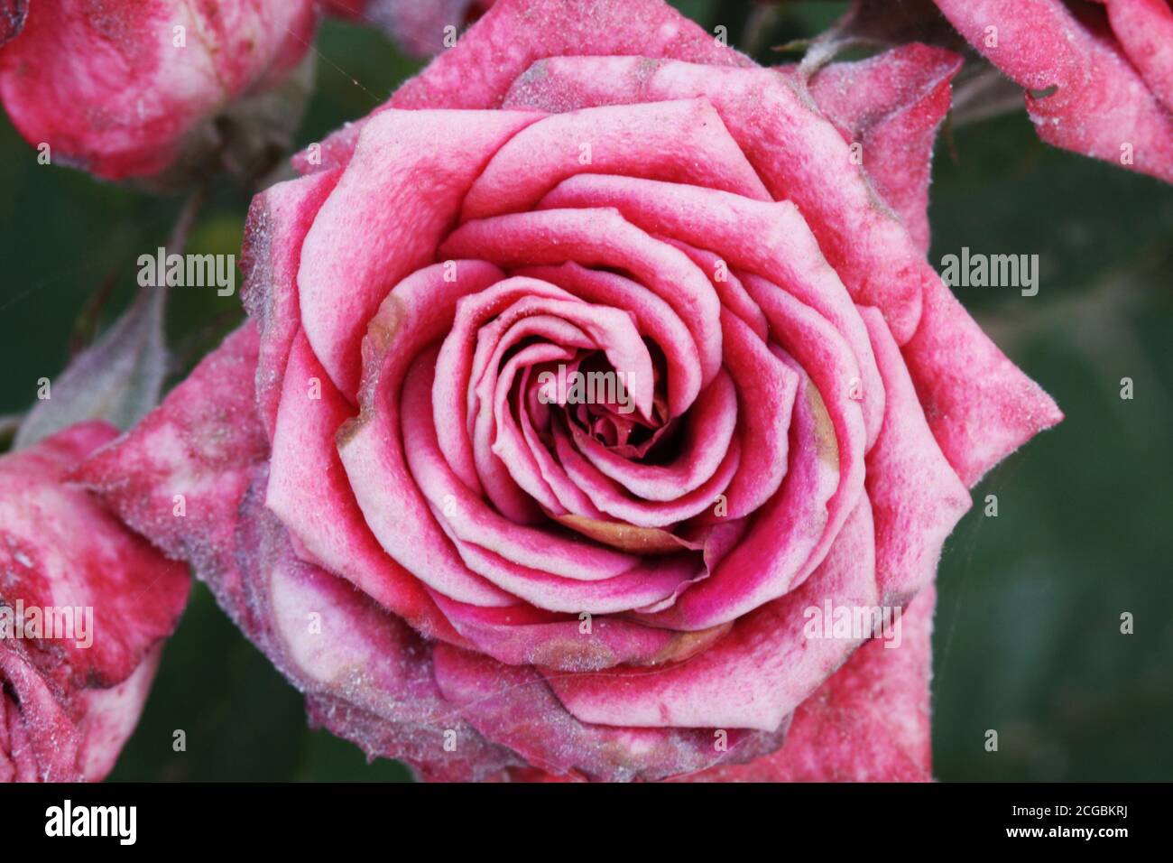 Rosiden rose hi-res stock photography and images - Alamy