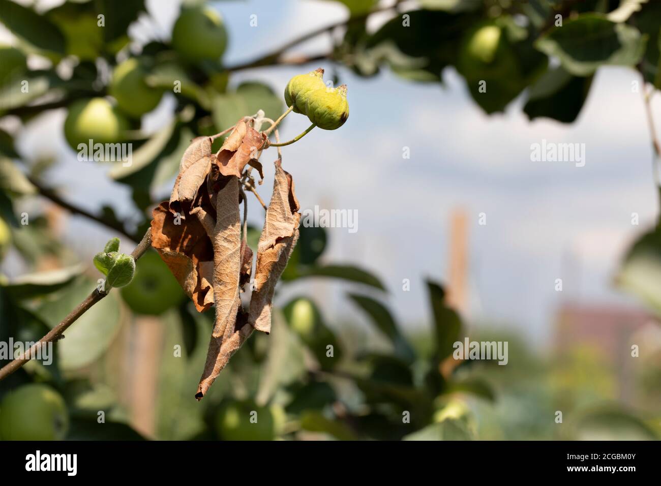 Erwinia amylovora bacteria atacks fruit trees leaves and causes disease, bacterial burn or fire blight of young shoots of apple tree. Stock Photo