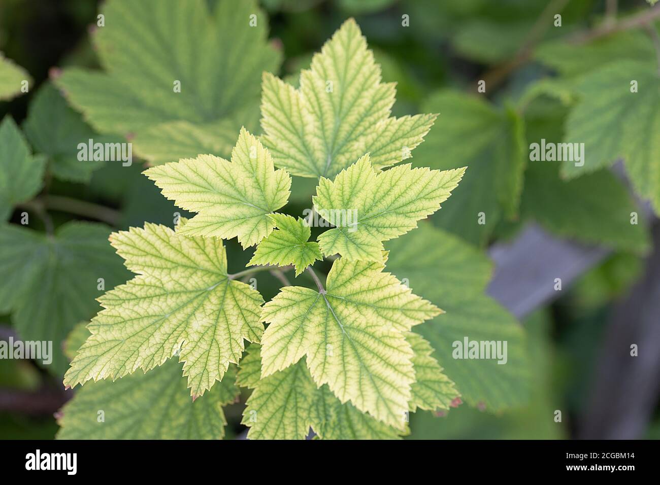 Deficiency of minerals in plant. lack of nitrogen, potassium. Sick yellow  currant leaves Stock Photo - Alamy
