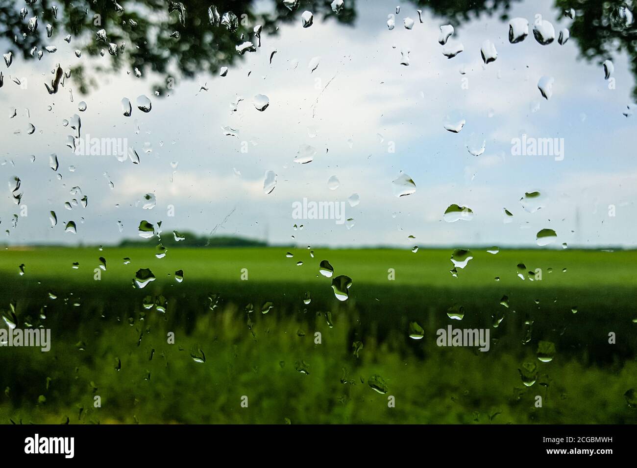 Green trees summer rain hi-res stock photography and images - Alamy