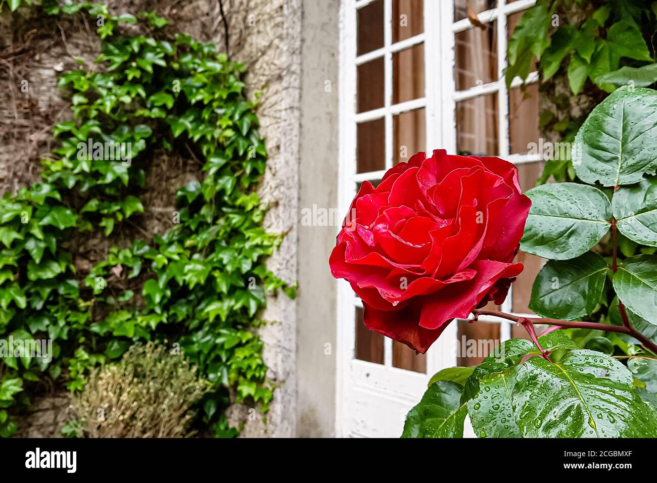 Red rose Bush on the background of an old brick wall Stock Photo