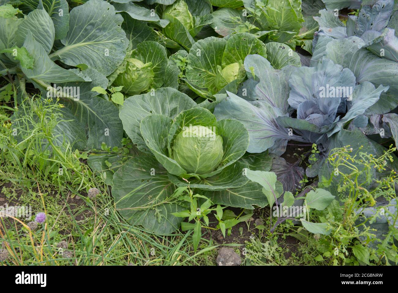 Home Grown Organic Cabbage Vegetable Plants (Brassica oleracea) Growing
