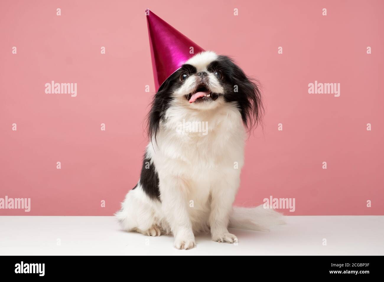 Japanese chin pup hi-res stock photography and images - Alamy