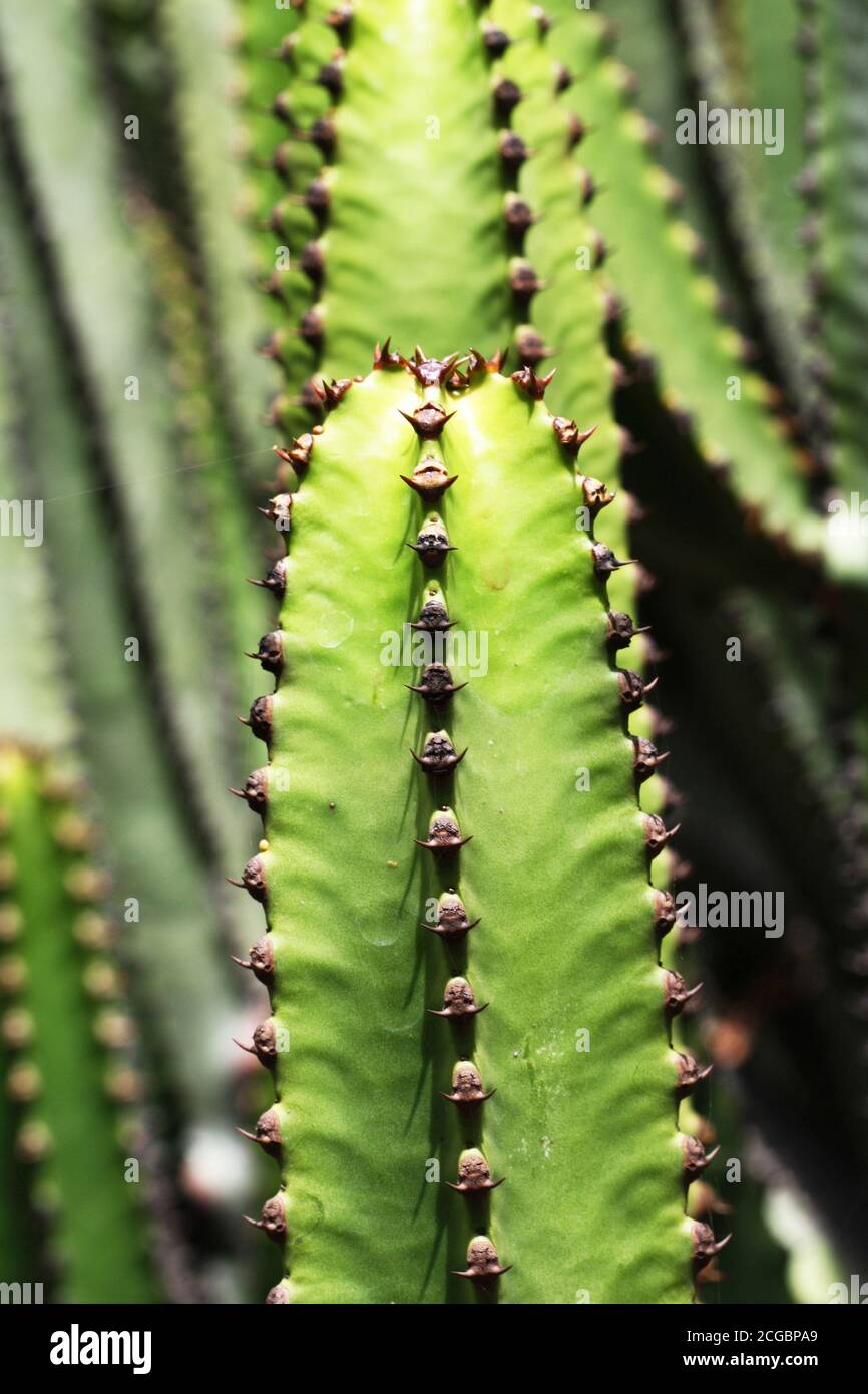 Wolfsmilchgewächs euphorbia canariensis Stock Photo Alamy