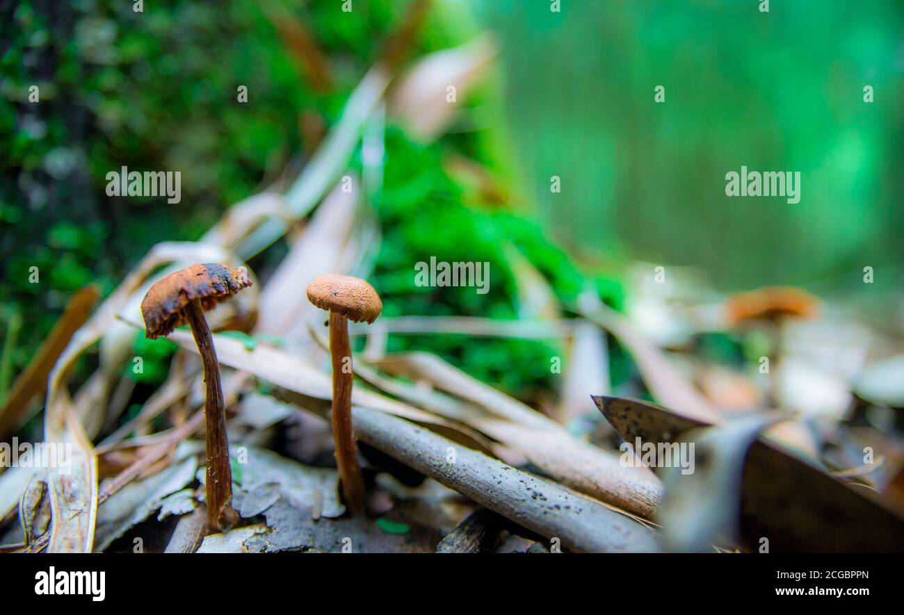 Mushrooms in The Wild Stock Photo
