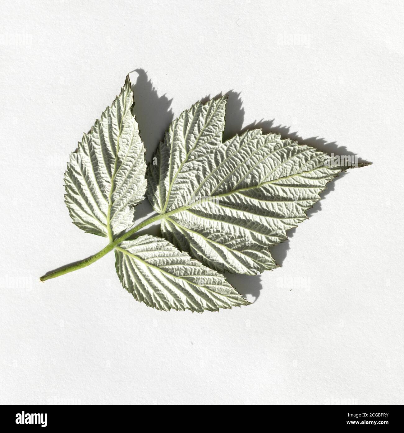 Rubus idaeus, raspberry fresh leaf on white background. reverse side Stock Photo