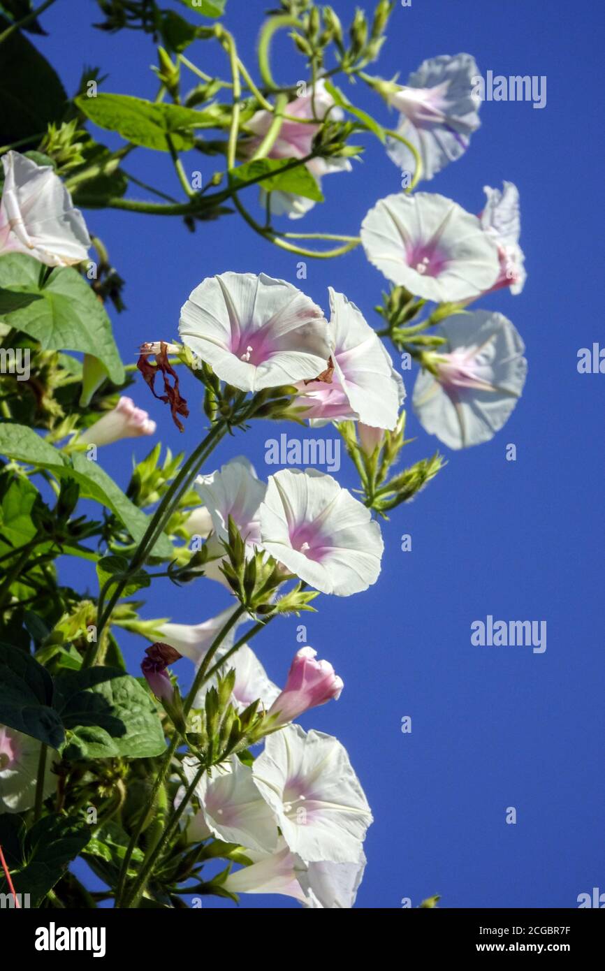 Morning Glory Ipomoea purpurea 'Jamie Lynn' white flowers Stock Photo
