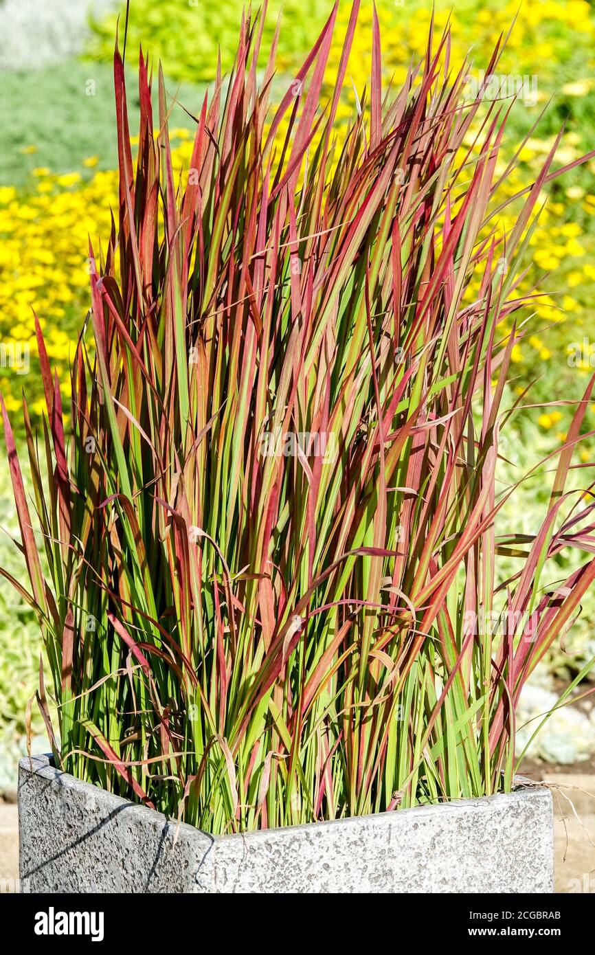 Japanese Blood Grass Imperata cylindrica 'Red Baron' in pot Stock Photo