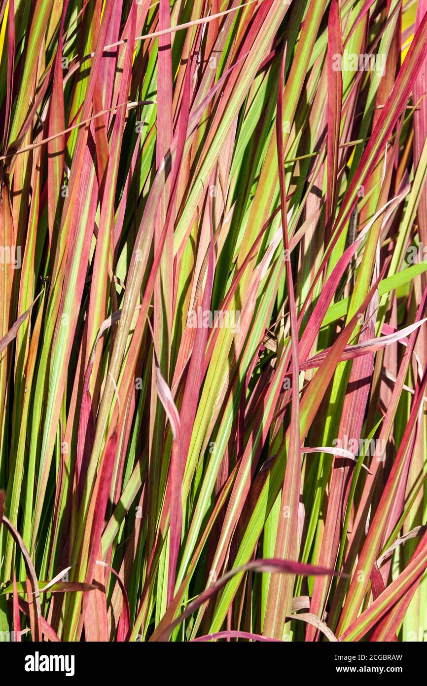 Imperata cylindrica 'Red Baron' Japanese Blood Grass Stock Photo