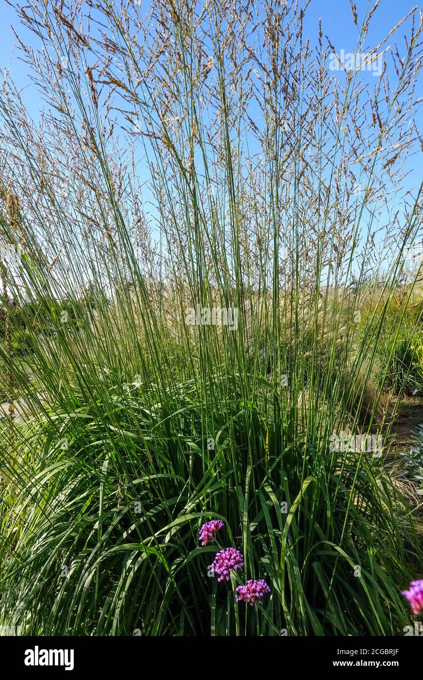 Molinia caerulea - arundinacea 'Windspiel', purple moor-grass Stock Photo