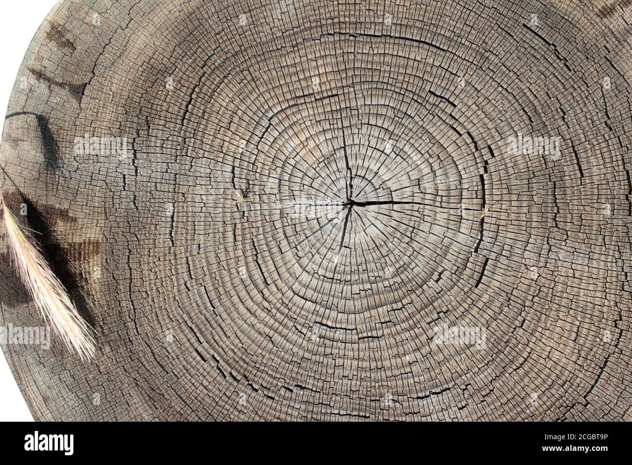 Tree ring abstract background textured Stock Photo - Alamy