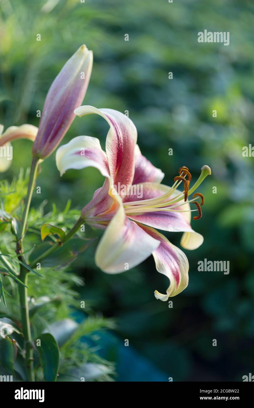 White asian lily hi-res stock photography and images - Alamy