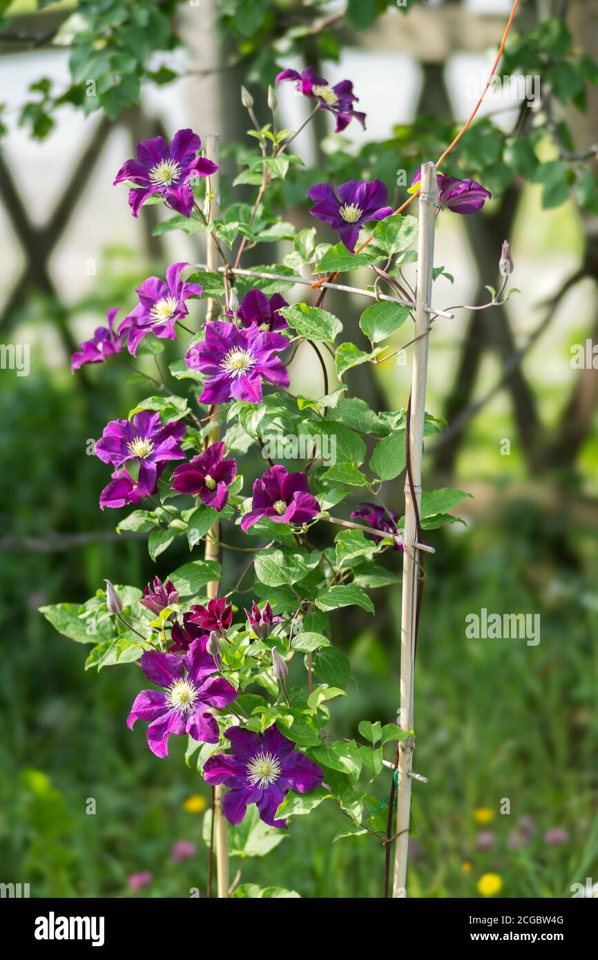 Liana of Clematis 'Warsaw's Nike' blooms in the summer garden. Stock Photo