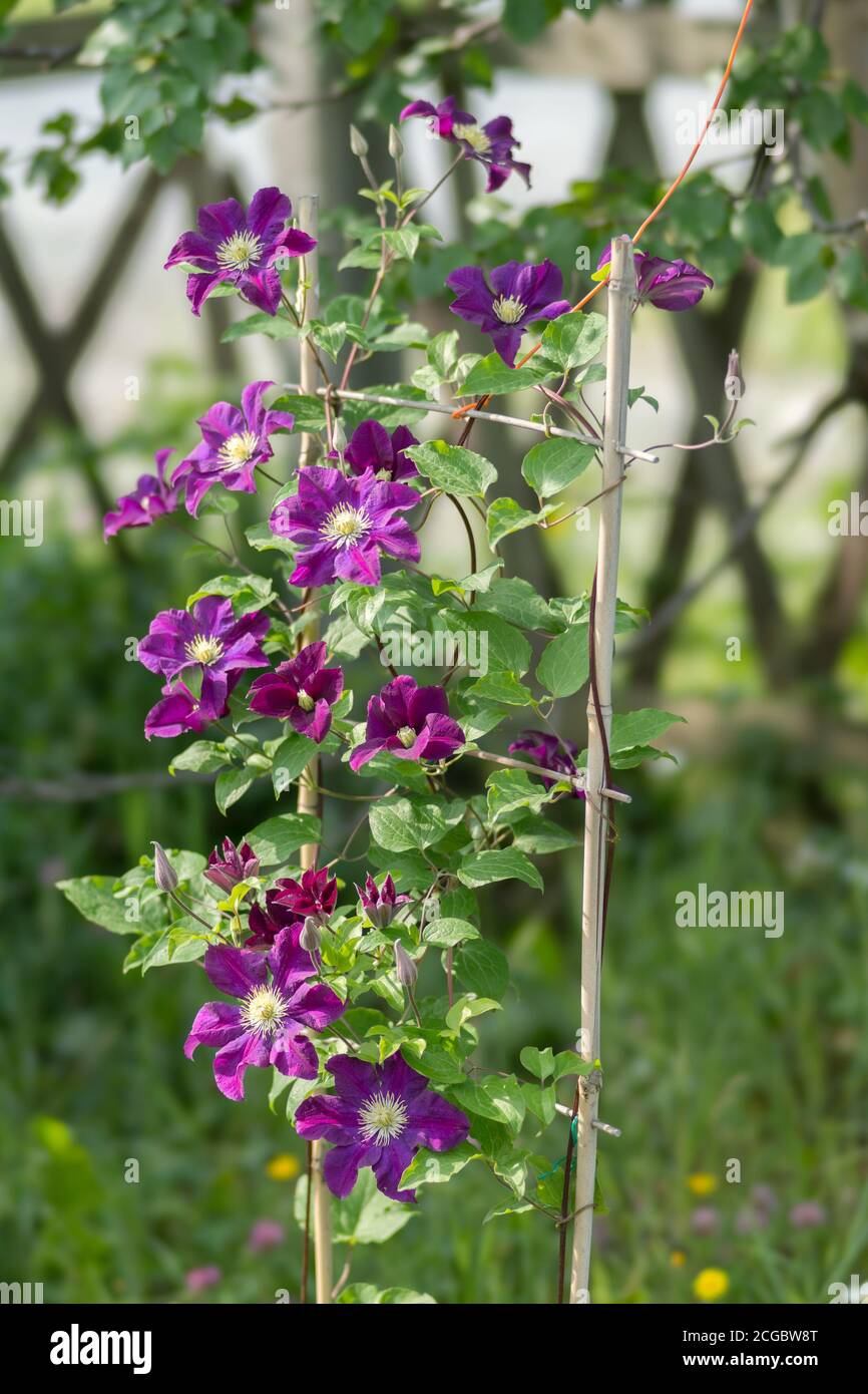 Blooming Clematis 'Warsaw's Nike' winds along a bamboo support in the summer garden. Stock Photo