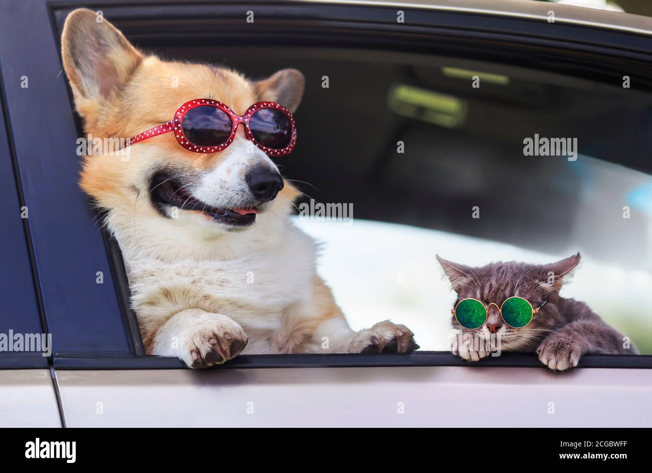 Dog car window funny hi-res stock photography and images - Alamy
