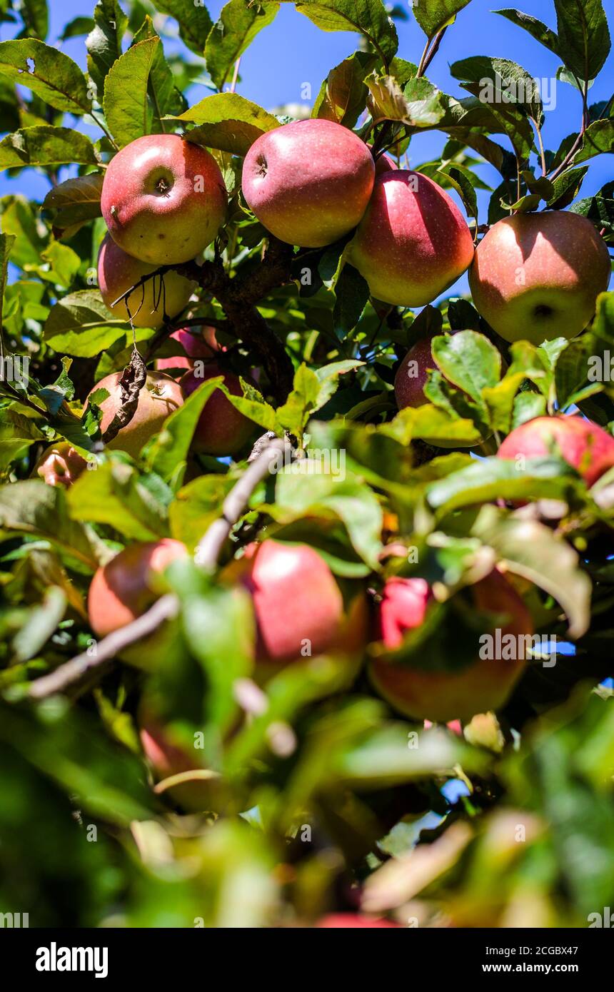 Fresh ripe organic apples on tree branch in apple orchard. Outdoor shot of bunch of red apples ready to be harvested on a sunny day. Stock Photo