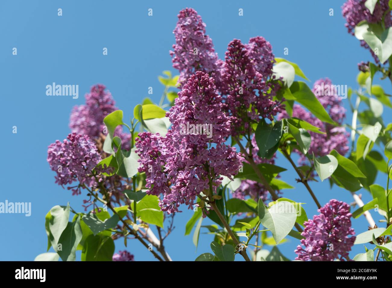 Blooming branch of lilac ordinary (lat. Syrínga vulgáris) on a background of blue cloudless sky. Stock Photo