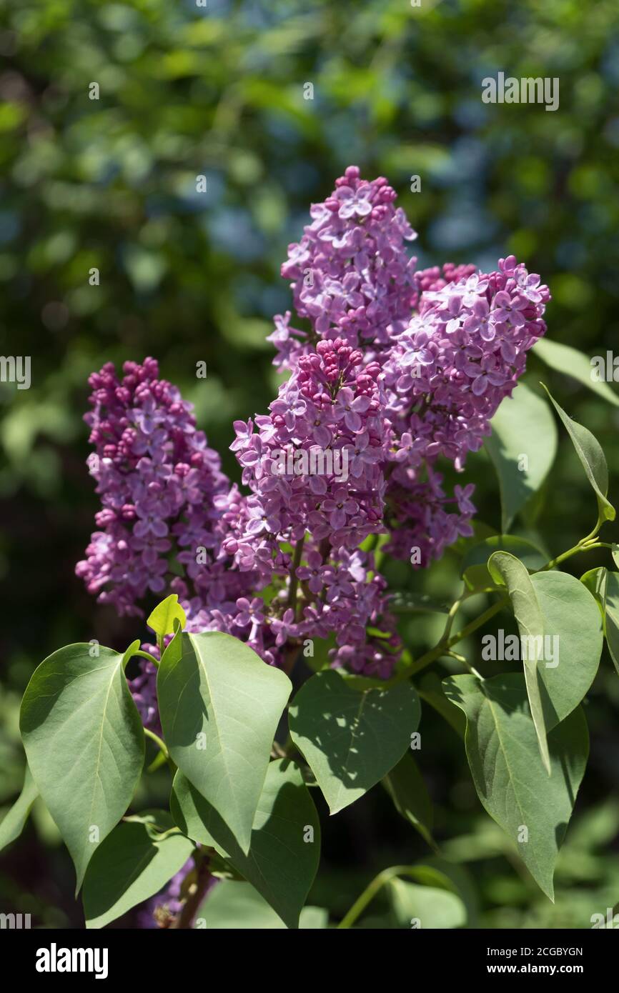 Abundantly Blooming Purple the flowers of lilac ordinary (lat. Syrínga vulgáris) on a background of green foliage in spring. Stock Photo