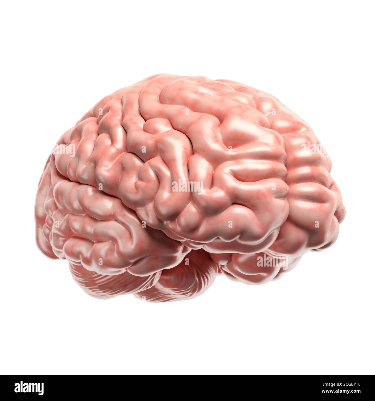 Human brain on white background 3d illustration Stock Photo - Alamy