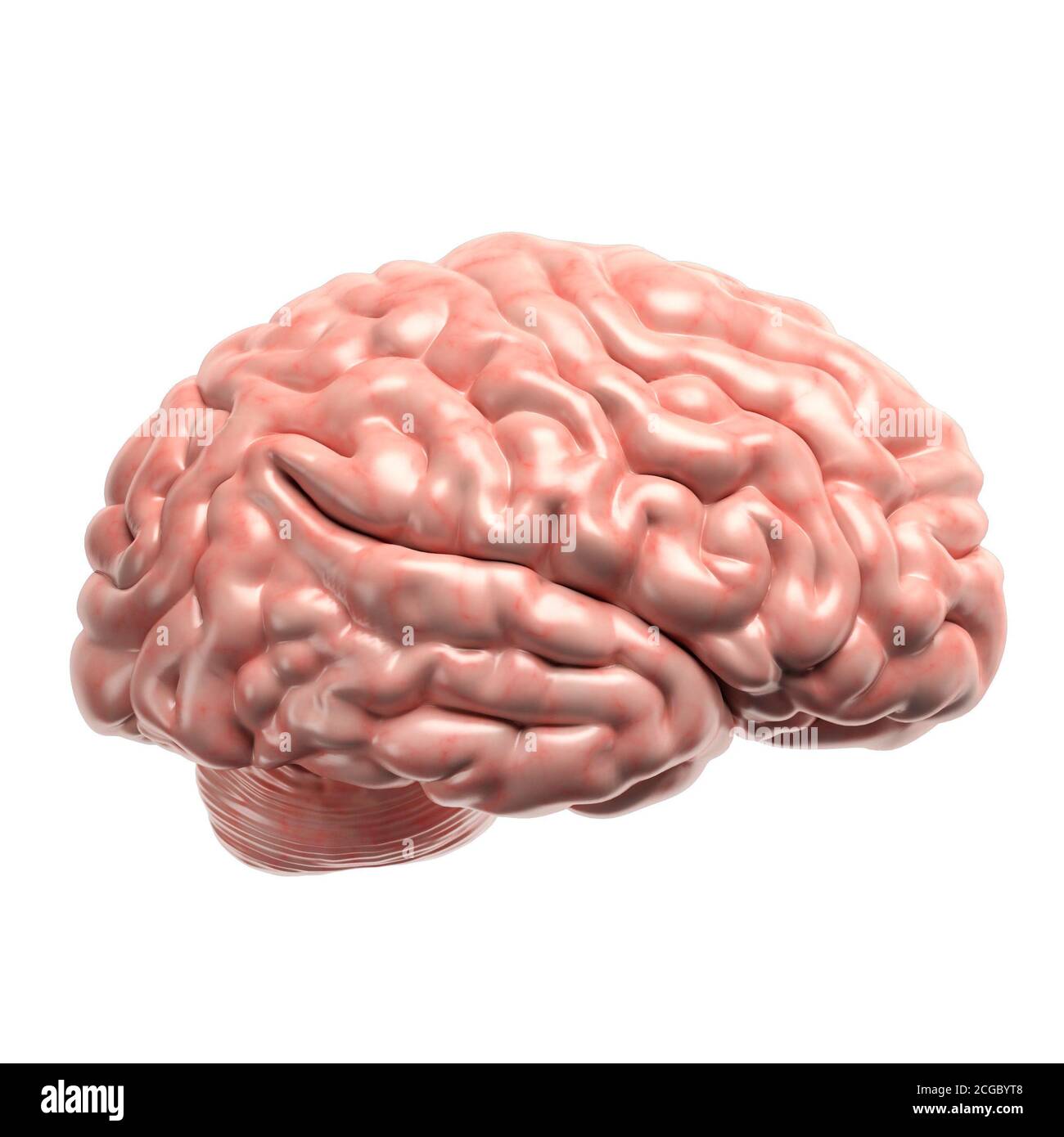 Human brain on white background 3d illustration Stock Photo - Alamy