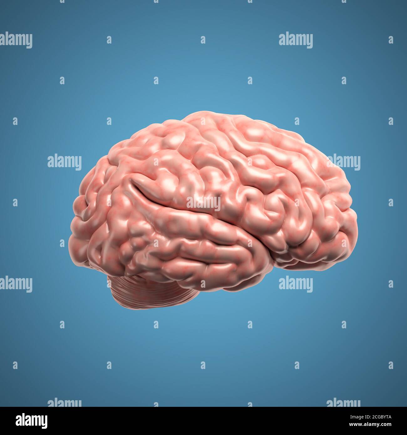Human brain on blue background 3d illustration Stock Photo - Alamy
