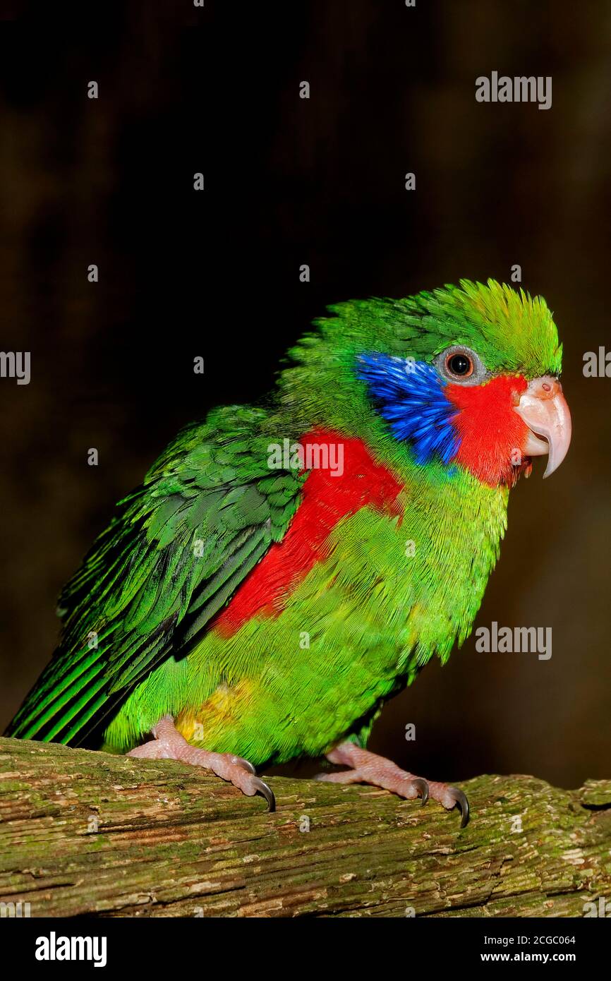 RED-FLANKED LORIKEET charmosyna placentis, MALE STANDING ON BRANCH Stock Photo