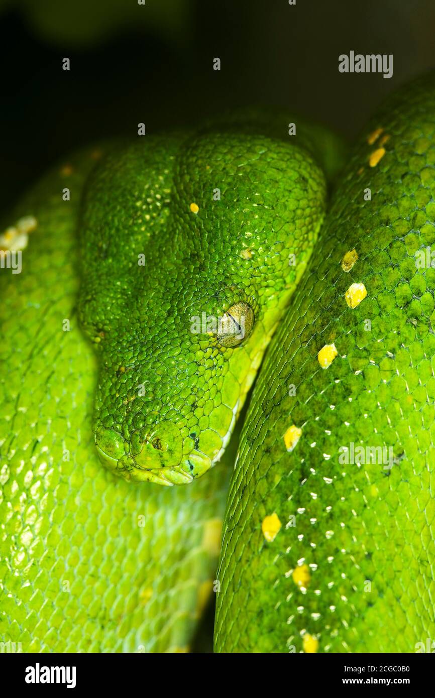 GREEN TREE PYTHON morelia viridis, HEAD OF ADULT Stock Photo - Alamy