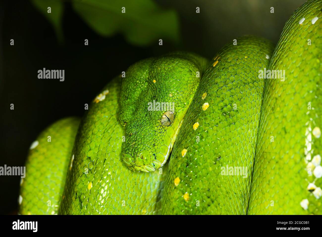 GREEN TREE PYTHON morelia viridis, ADULT Stock Photo - Alamy