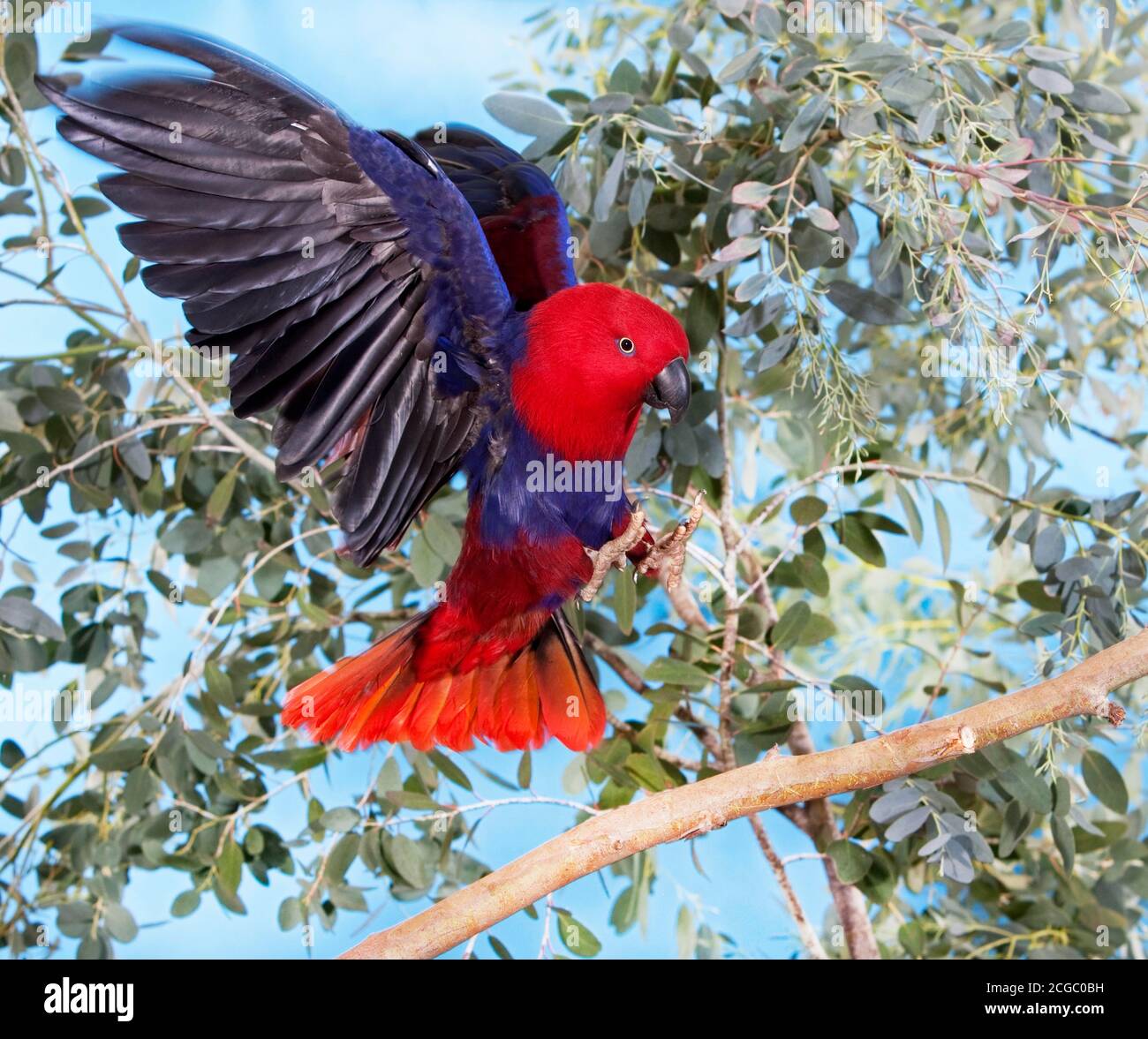 Eclectus parrot flying australia hi-res stock photography and images ...