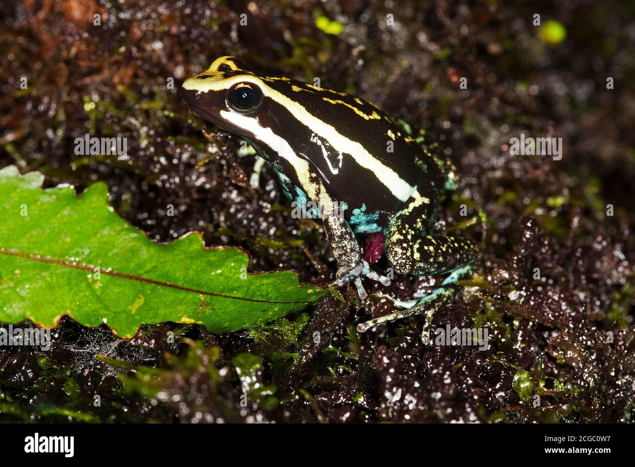 PLEASING POISON FROG epipedobates bassleri, ADULTE, PEROU Stock Photo