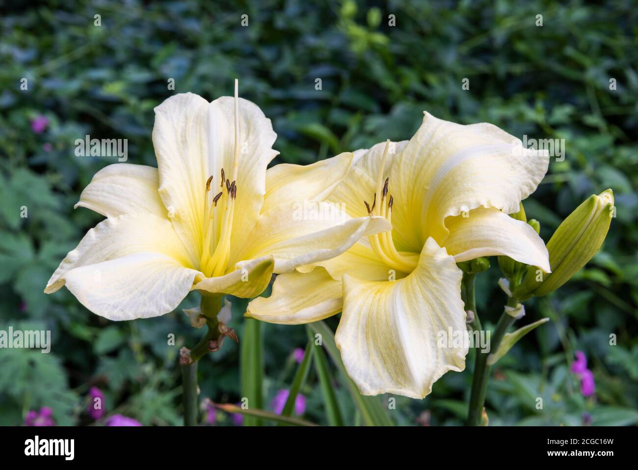Close up of two pale lemon yellow flowers of Daylily, Hemerocallis 'Iron Gate Glacier', with blurred herbaceous border foliage in background Stock Photo