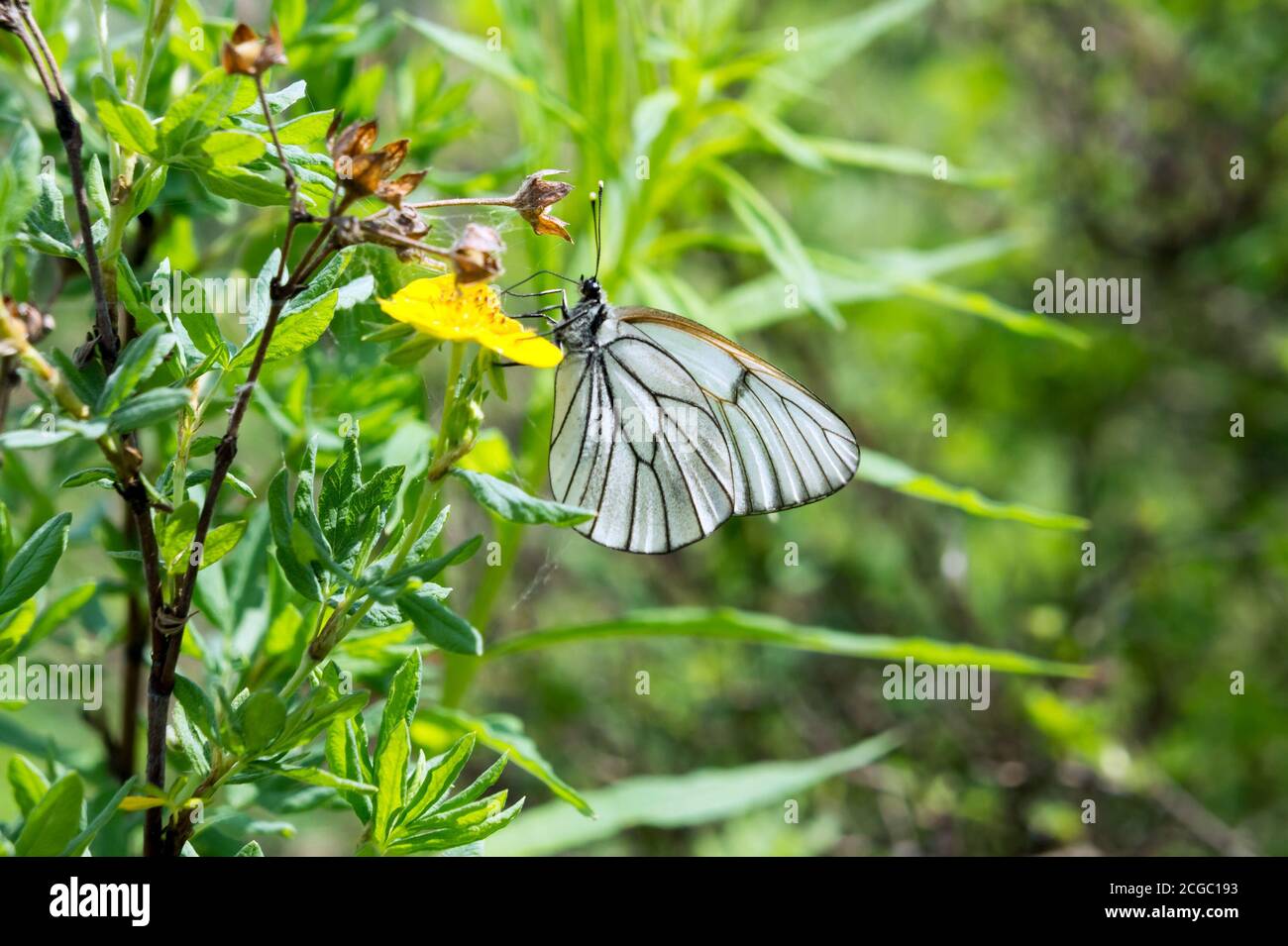 A white butterfly-cabbage sits on a blossoming bush of Potentilla, on a green background. Stock Photo