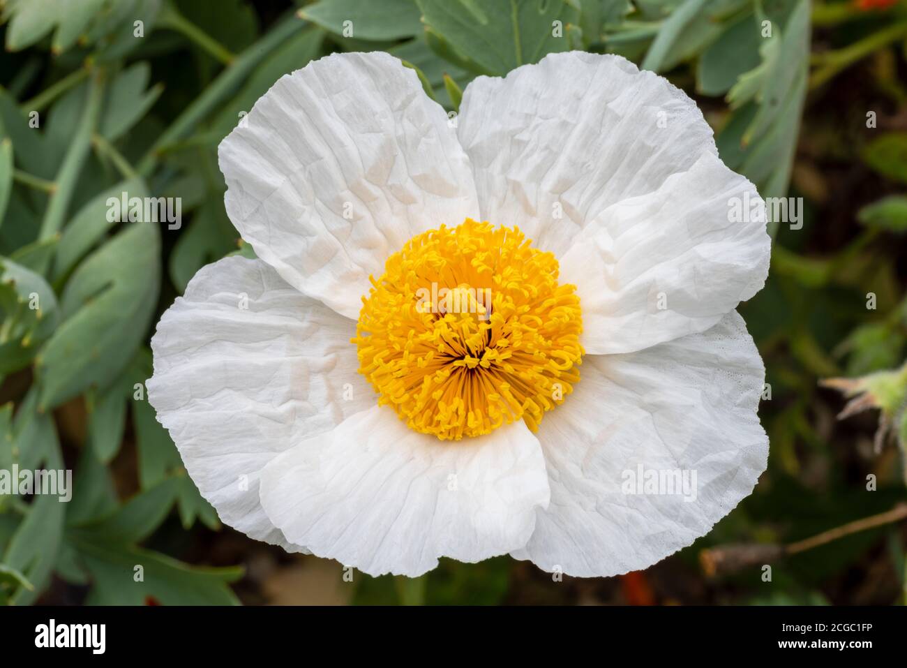 Close up of single white flower of Romneya coulteri (Coulter's Matilija poppy; California tree poppy; California poppy). Stock Photo