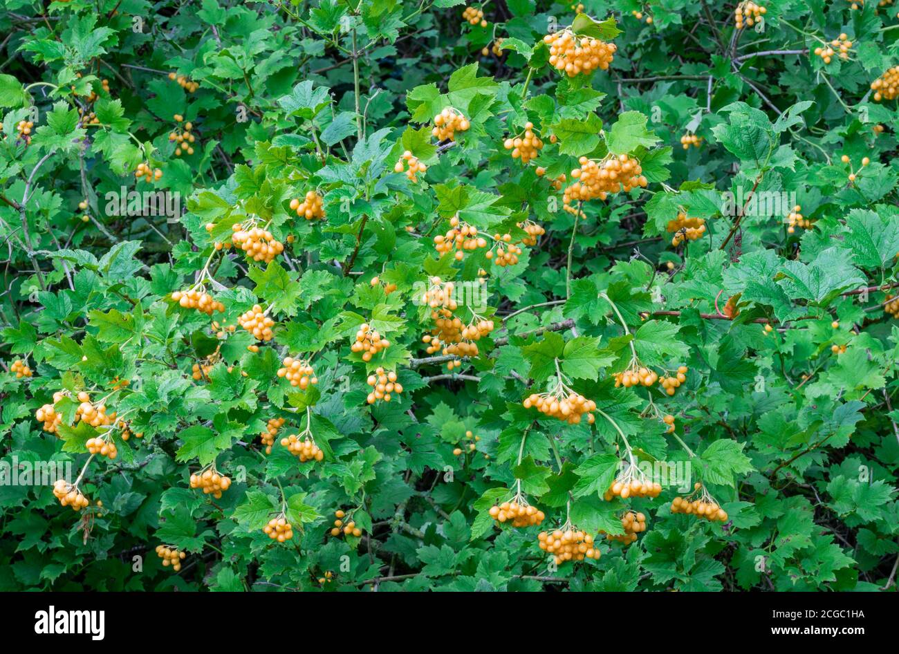 Groups of hanging yellow berries of the yellow-fruited Guelder Rose, Viburnum opulus 'Xanthocarpum', backed by green leaves in autumn. Stock Photo