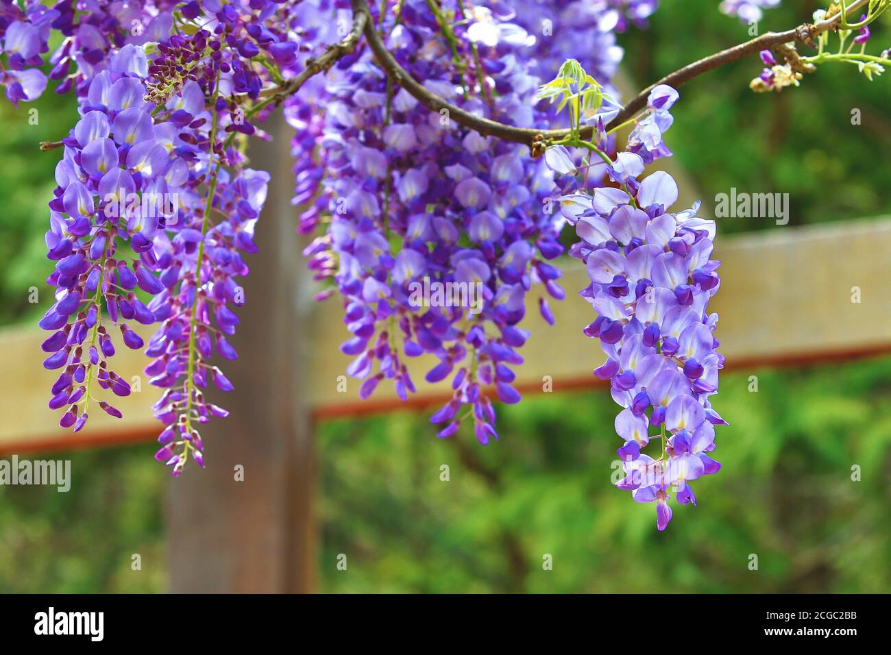 Wisteria buds hi-res stock photography and images - Page 3 - Alamy