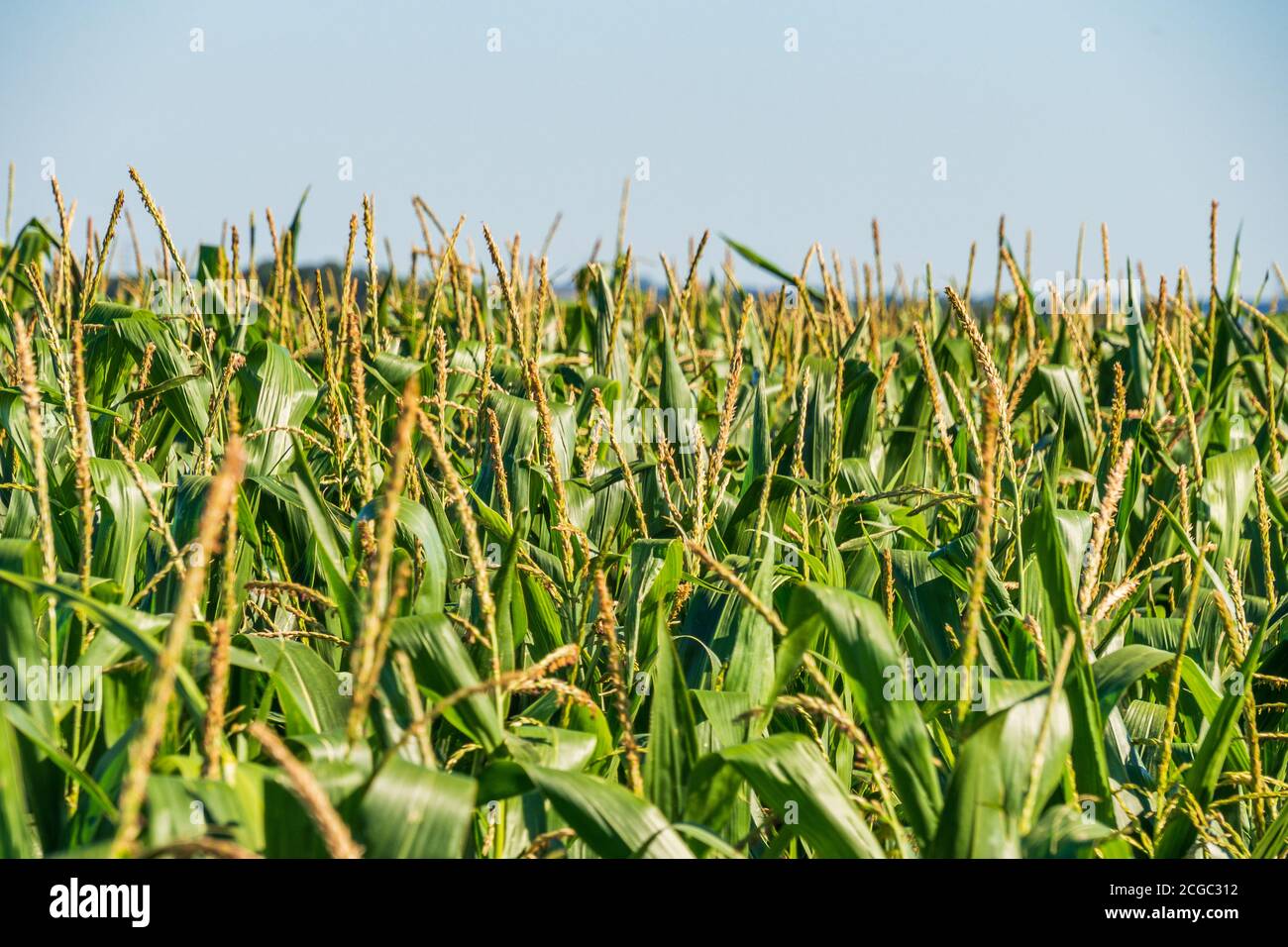 A Green Field of Corn Growing Up. Corn Plantation. Close Up Look Stock ...